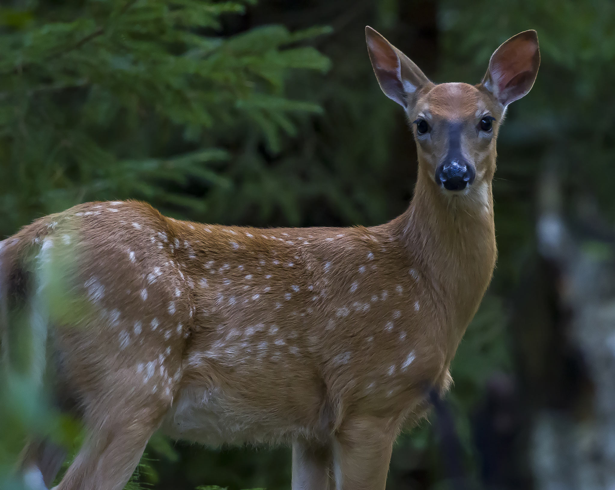 Cervo dalla coda bianca