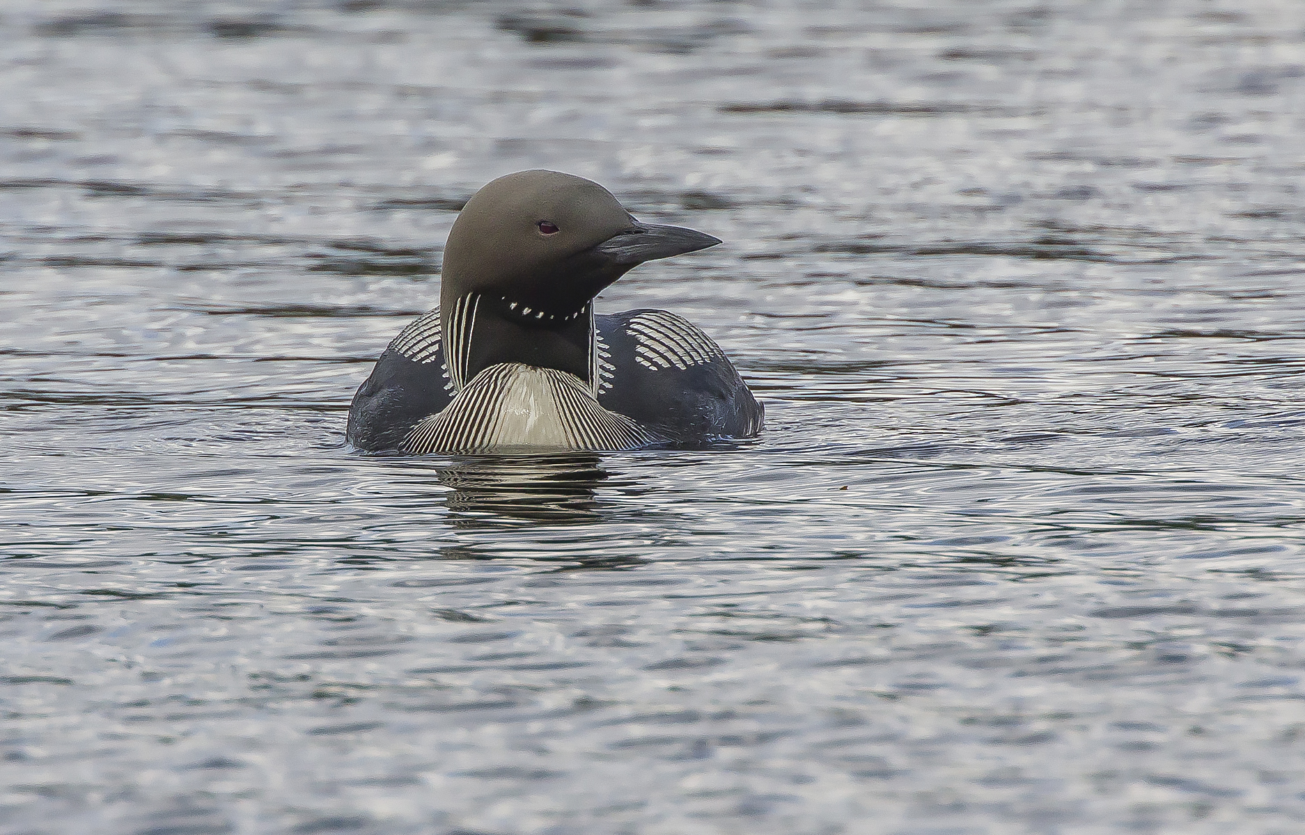 subacquei dalla gola nera