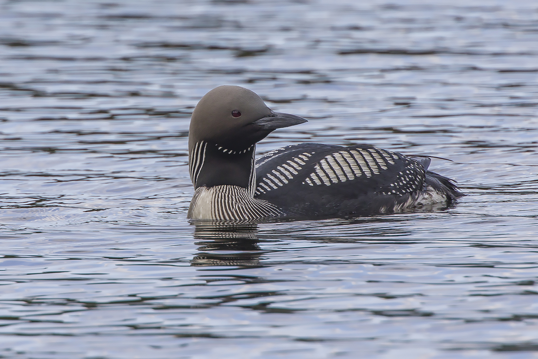subacquei dalla gola nera