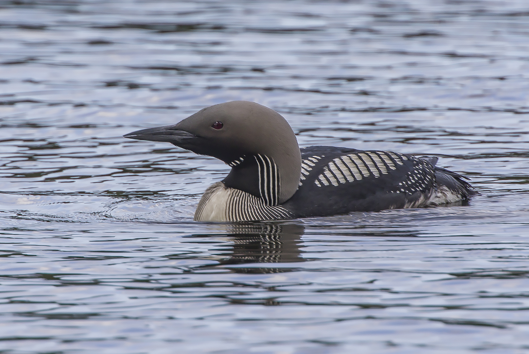 subacquei dalla gola nera