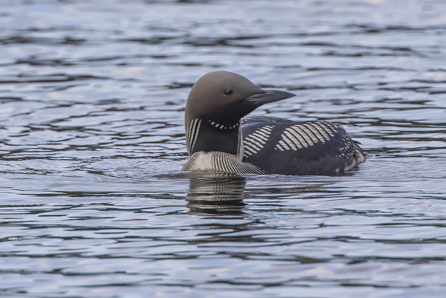 subacquei dalla gola nera