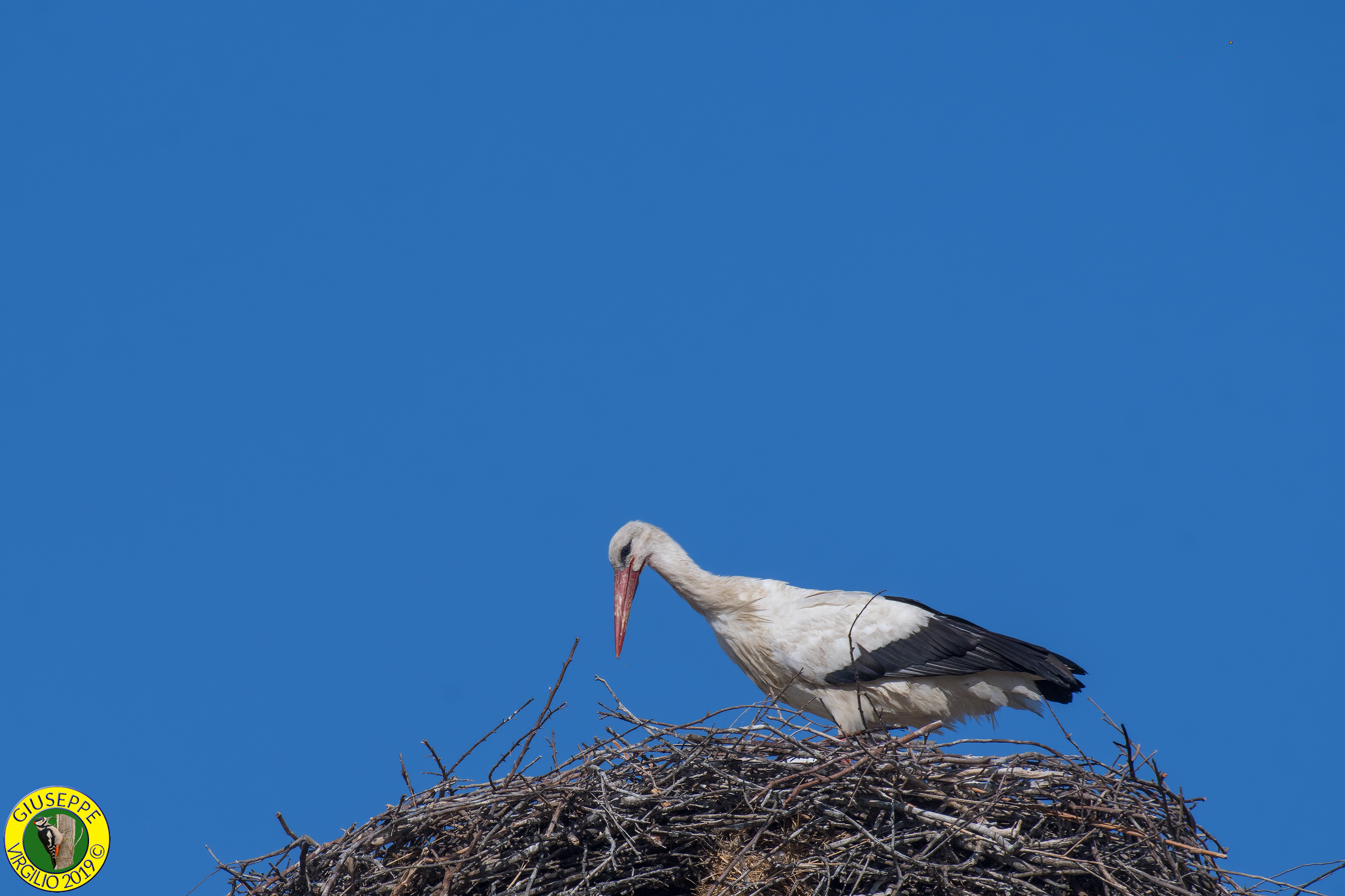 White stork (Sardegna) 2019
