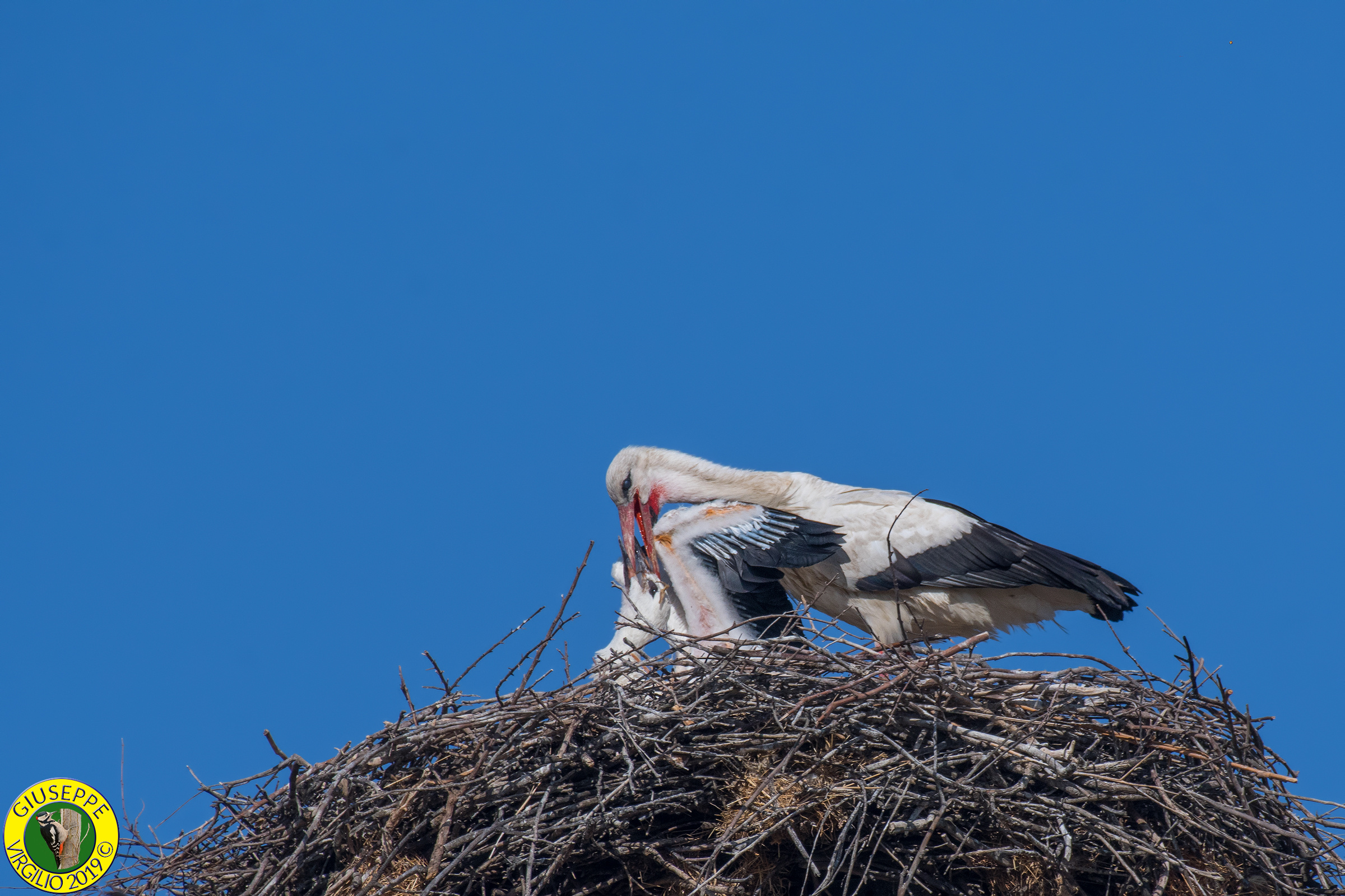 White stork (Sardegna) 2019