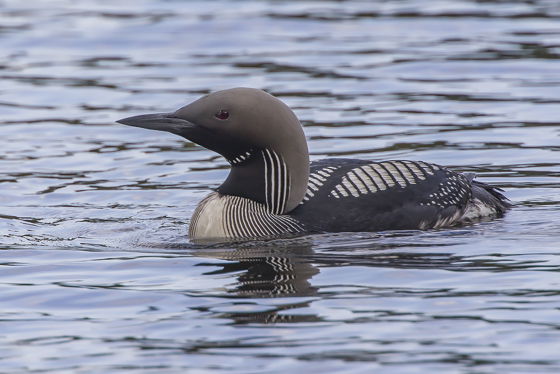 subacquei dalla gola nera