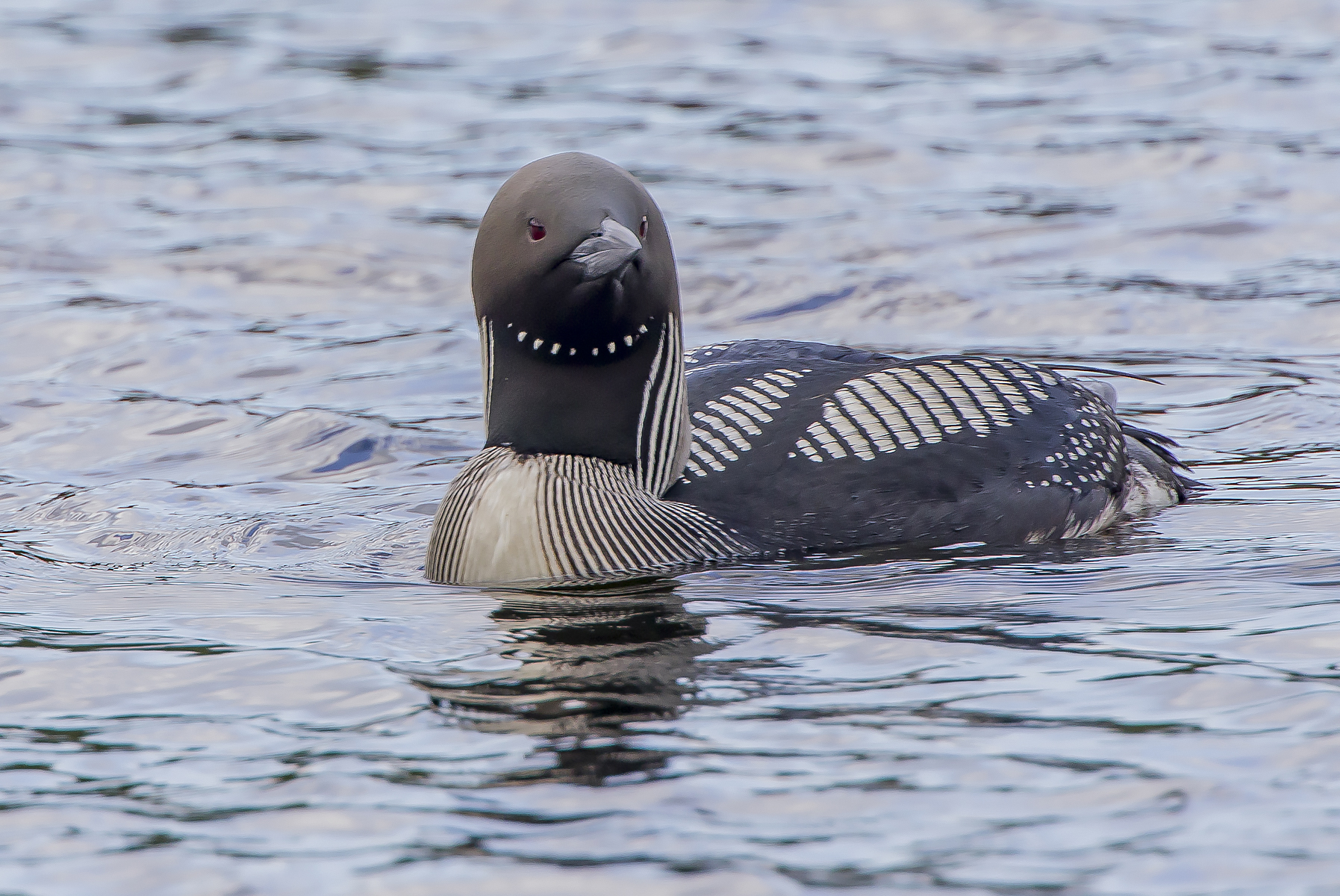subacquei dalla gola nera