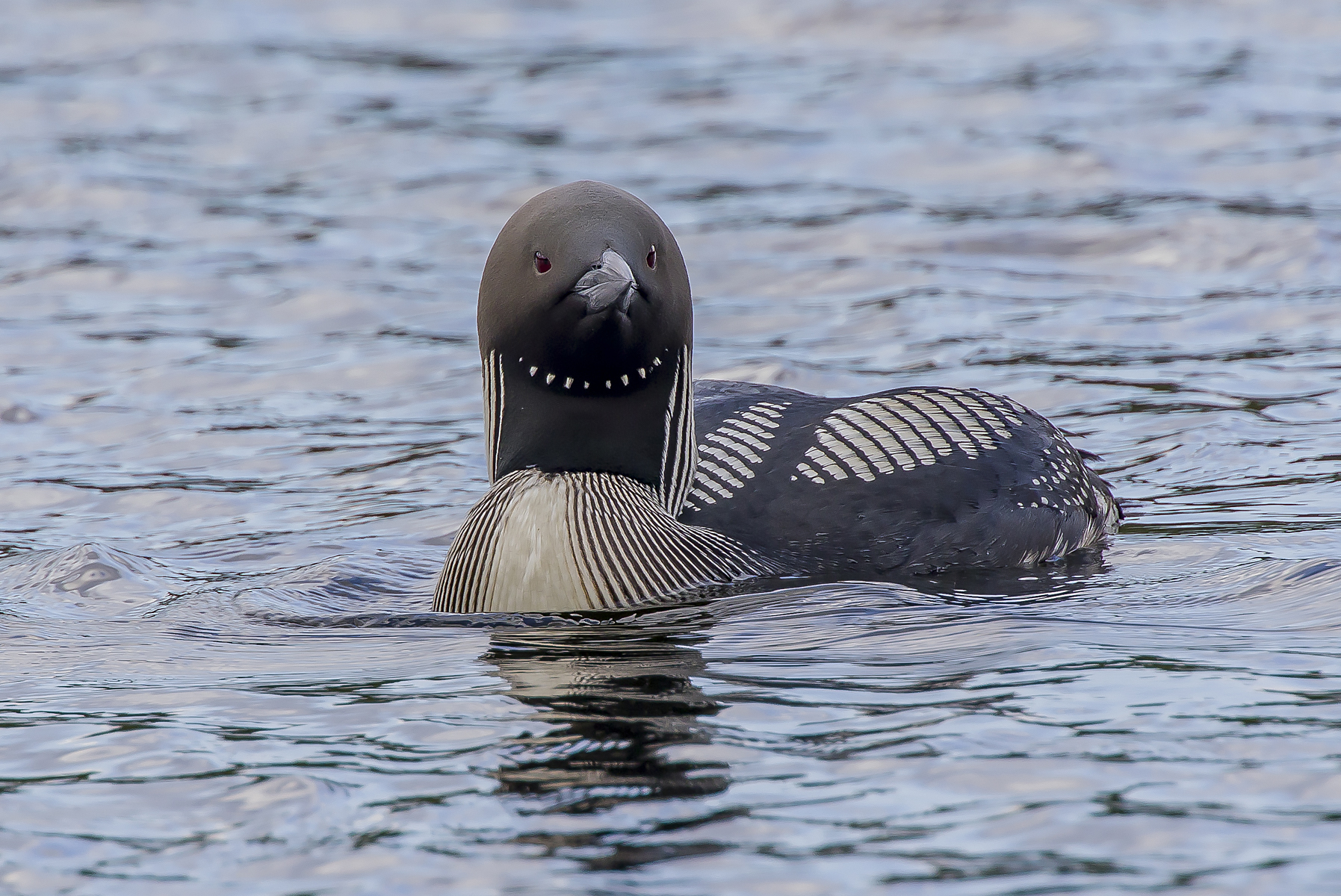 subacquei dalla gola nera