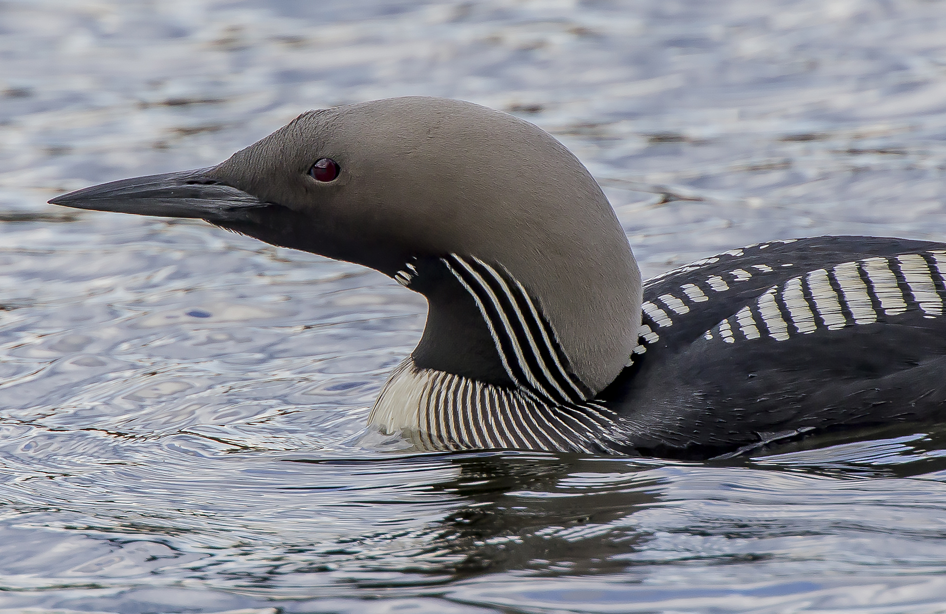 subacquei dalla gola nera