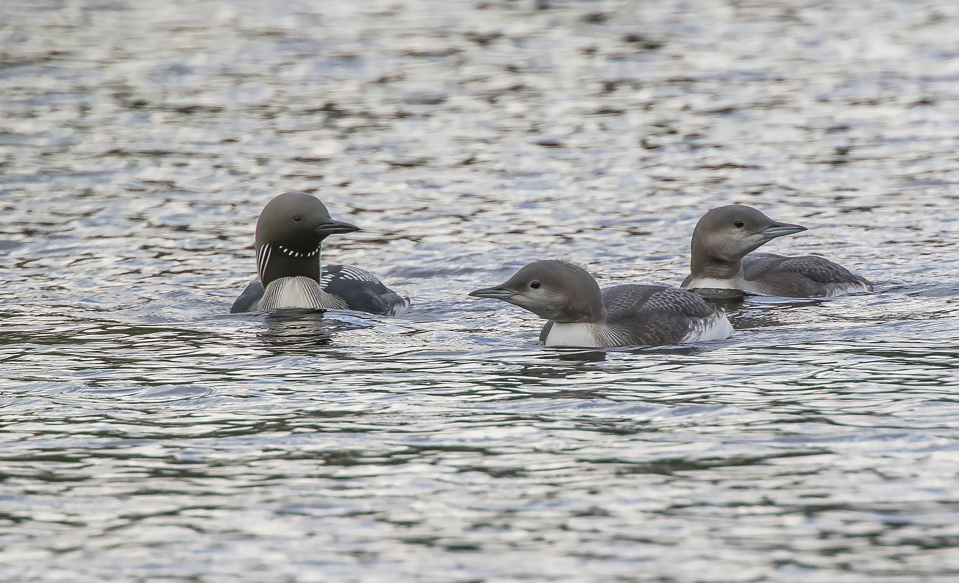 subacquei dalla gola nera