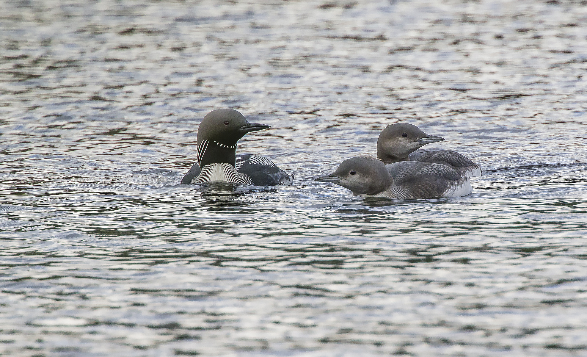 subacquei dalla gola nera
