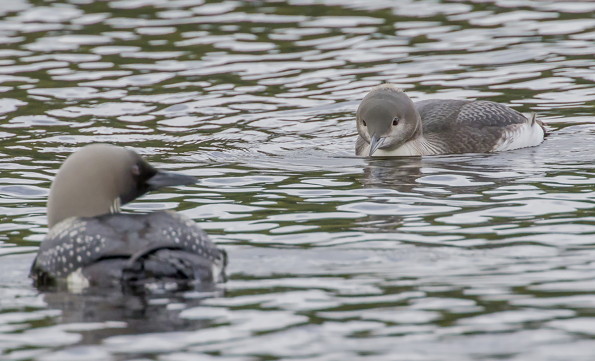 subacquei dalla gola nera