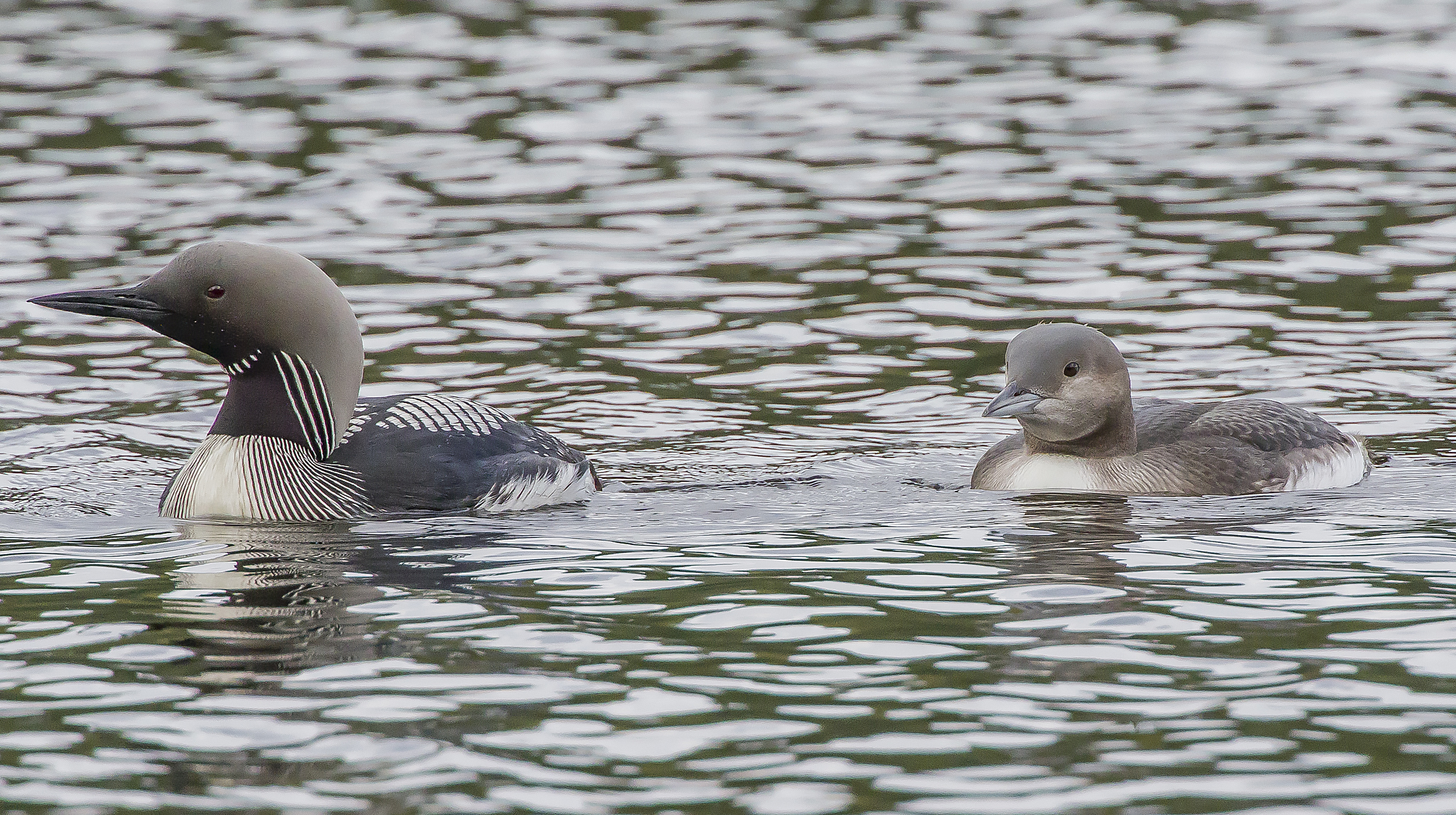 subacquei dalla gola nera