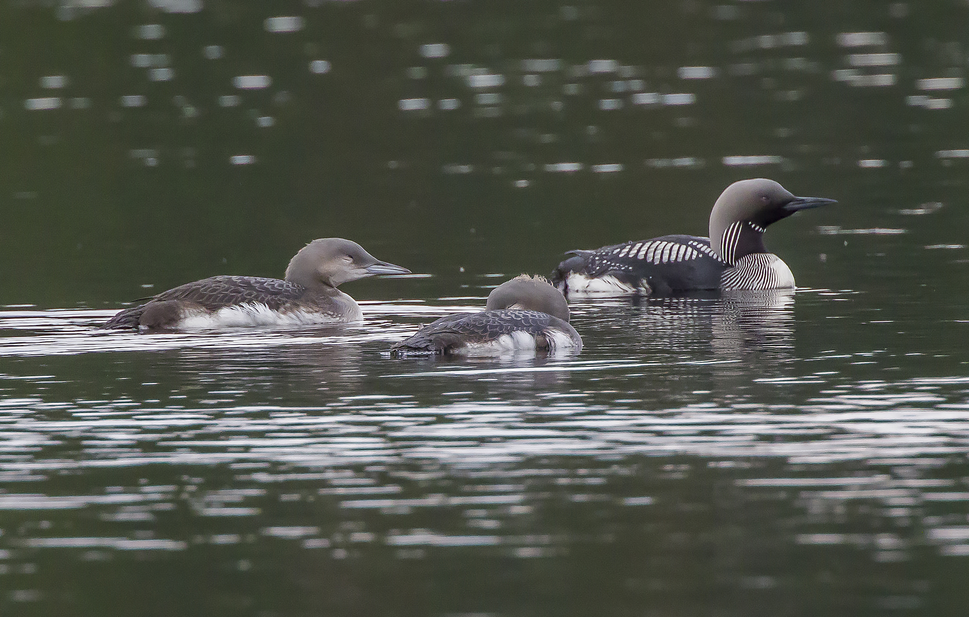 subacquei dalla gola nera