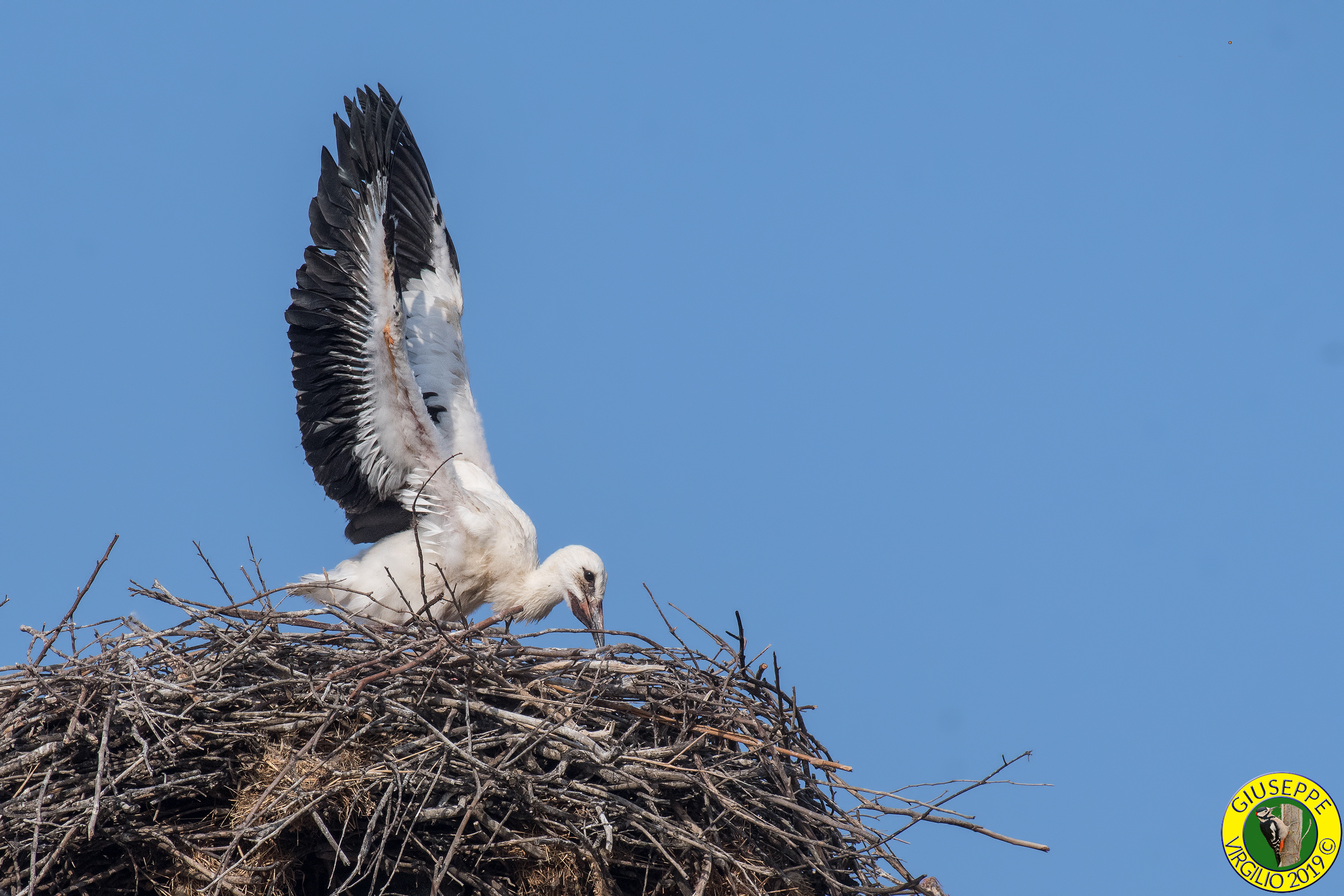 Young stork (Sardegna) 2019