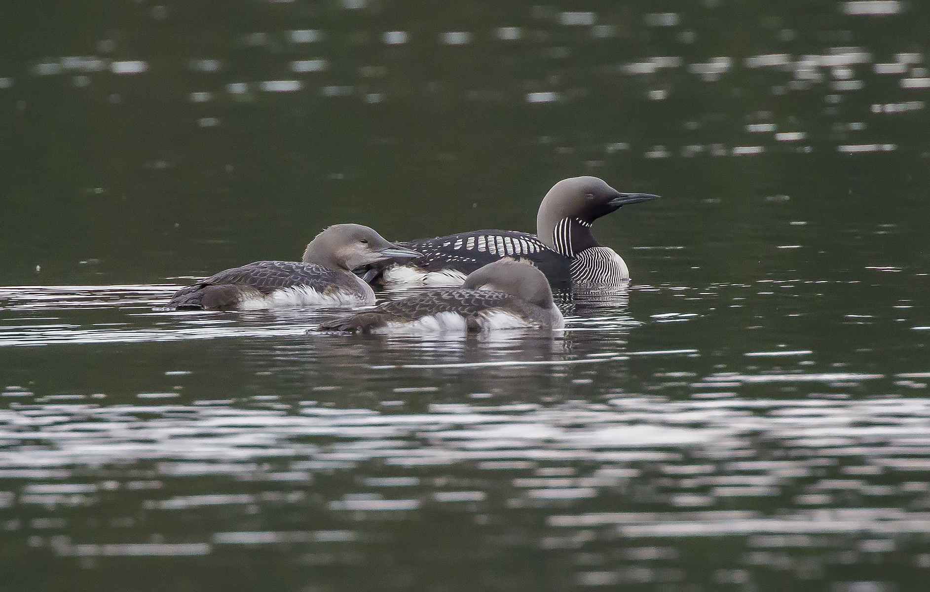 subacquei dalla gola nera