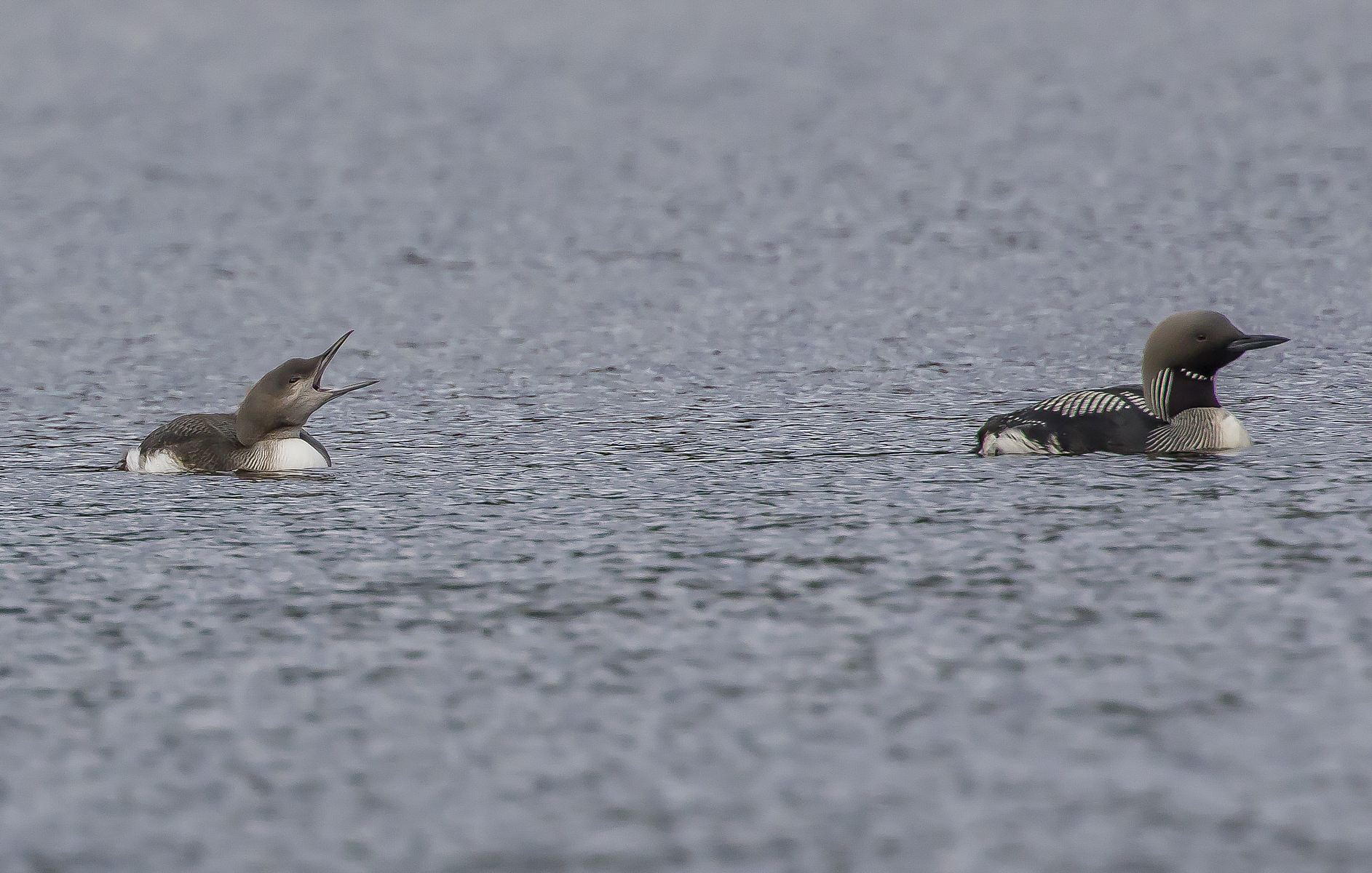 subacquei dalla gola nera