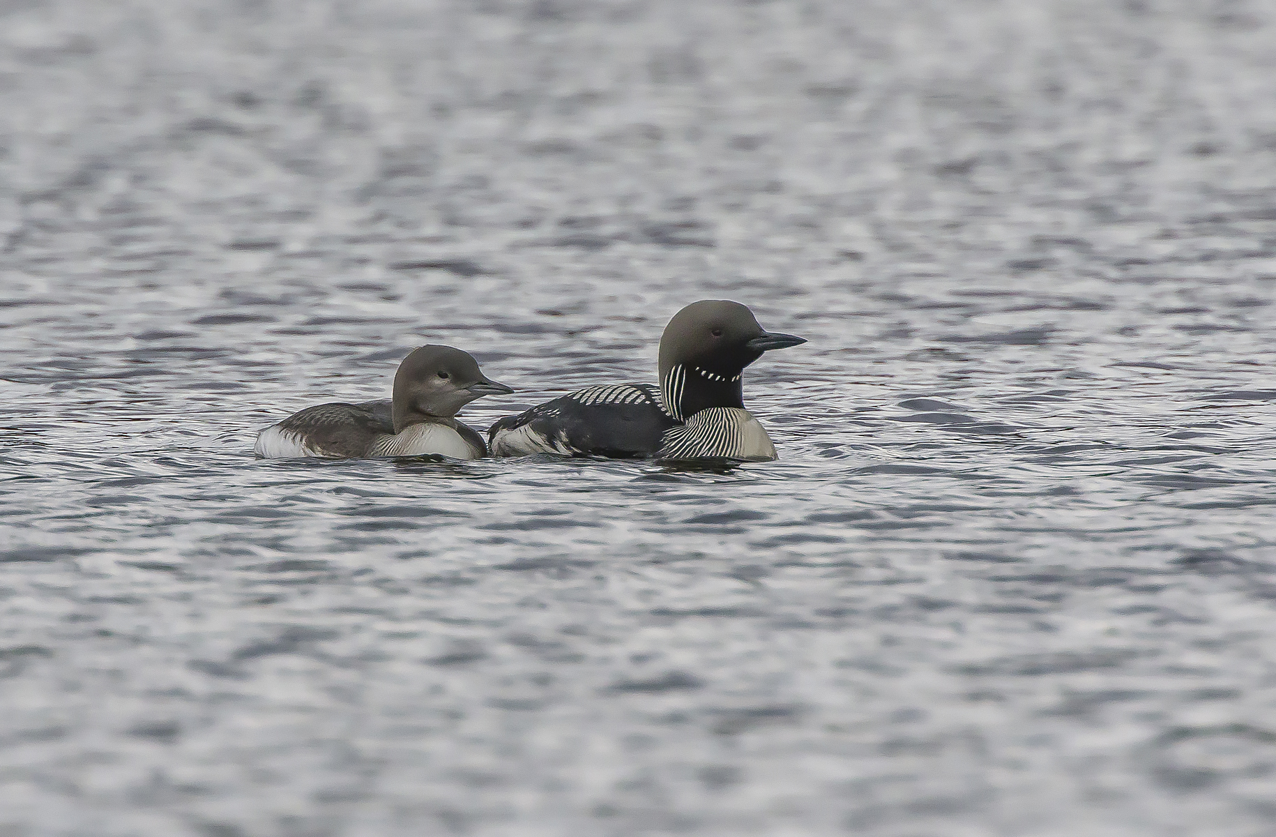 subacquei dalla gola nera