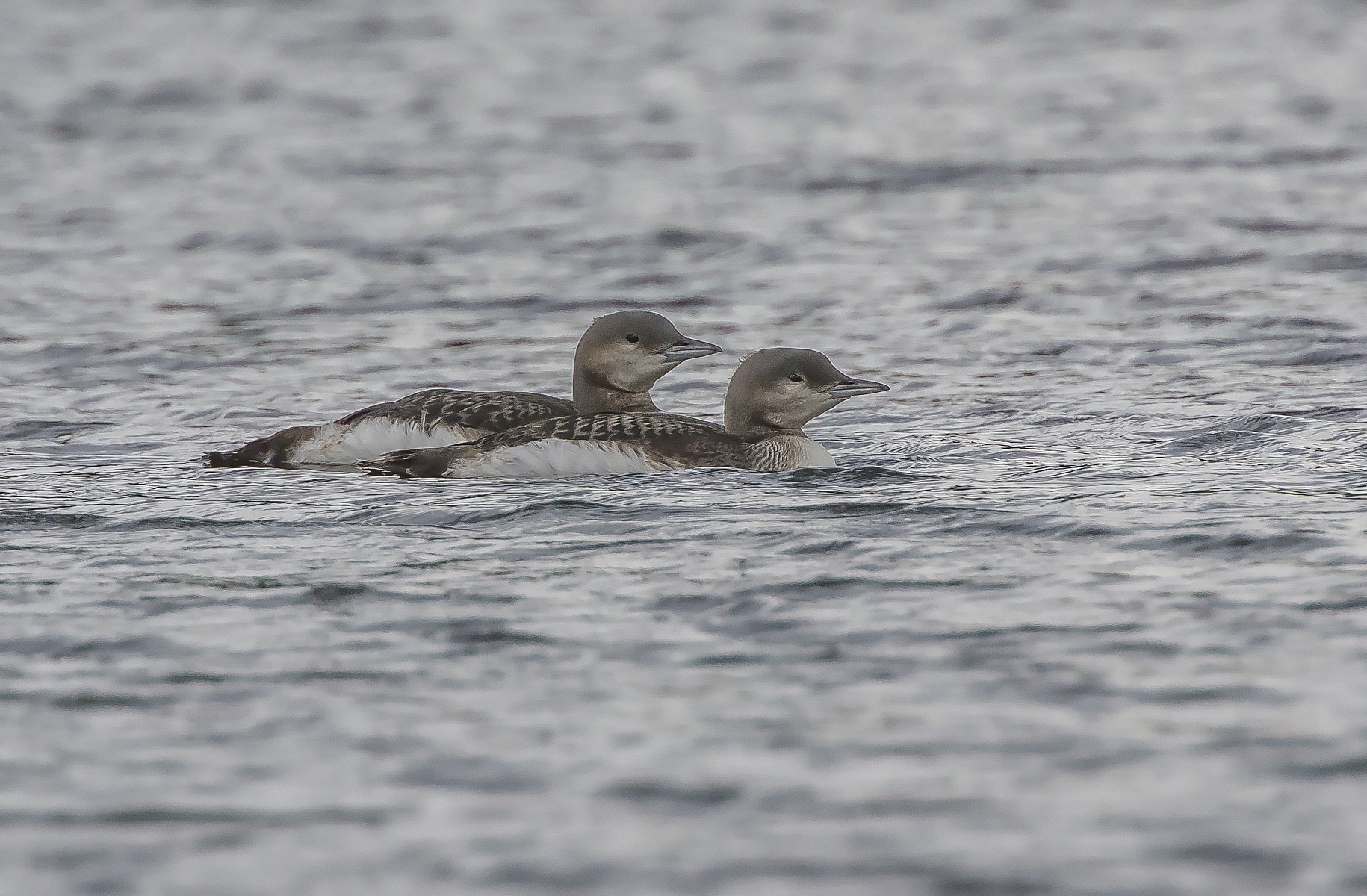 subacquei dalla gola nera