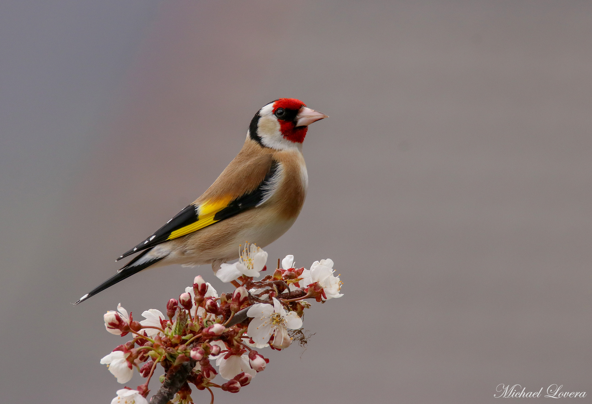 Goldfinch