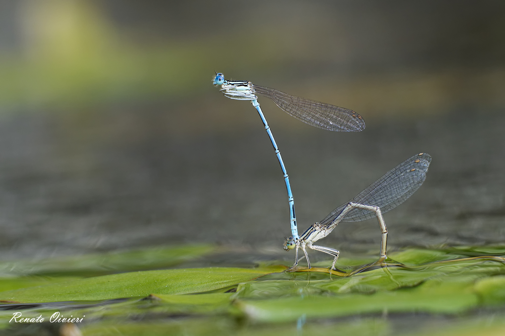 Mating dragonflies