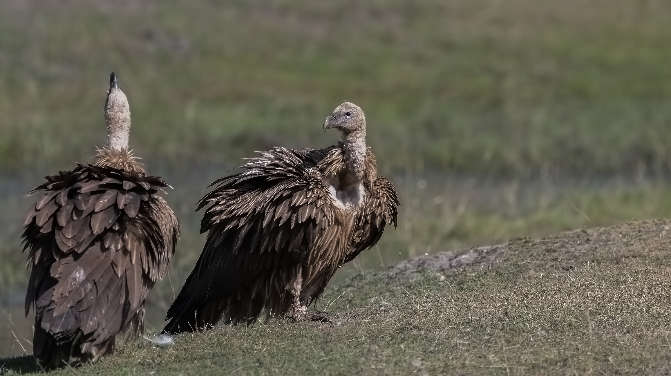 Cosa stai guardando?