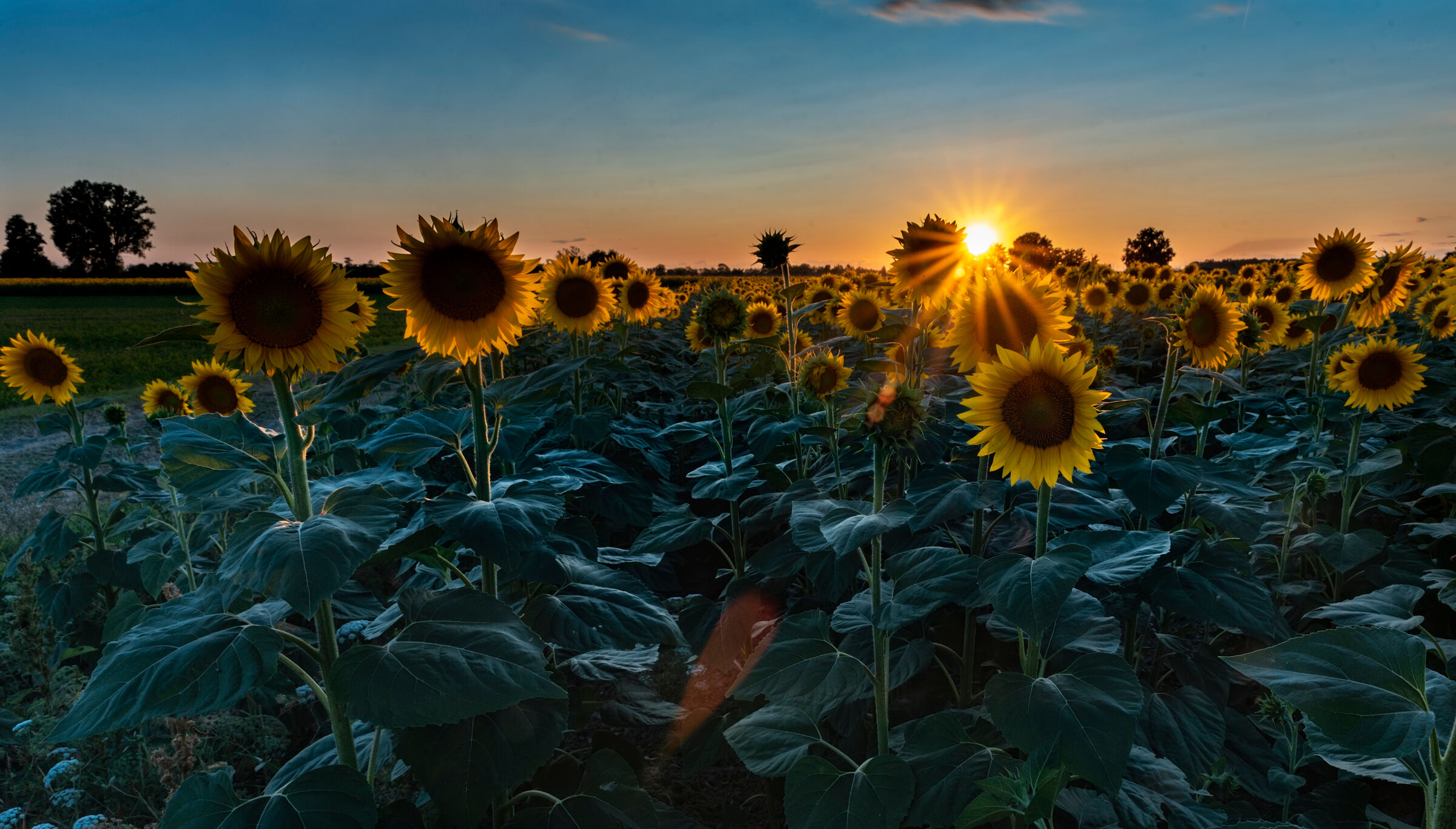 Sunflowers at sunset