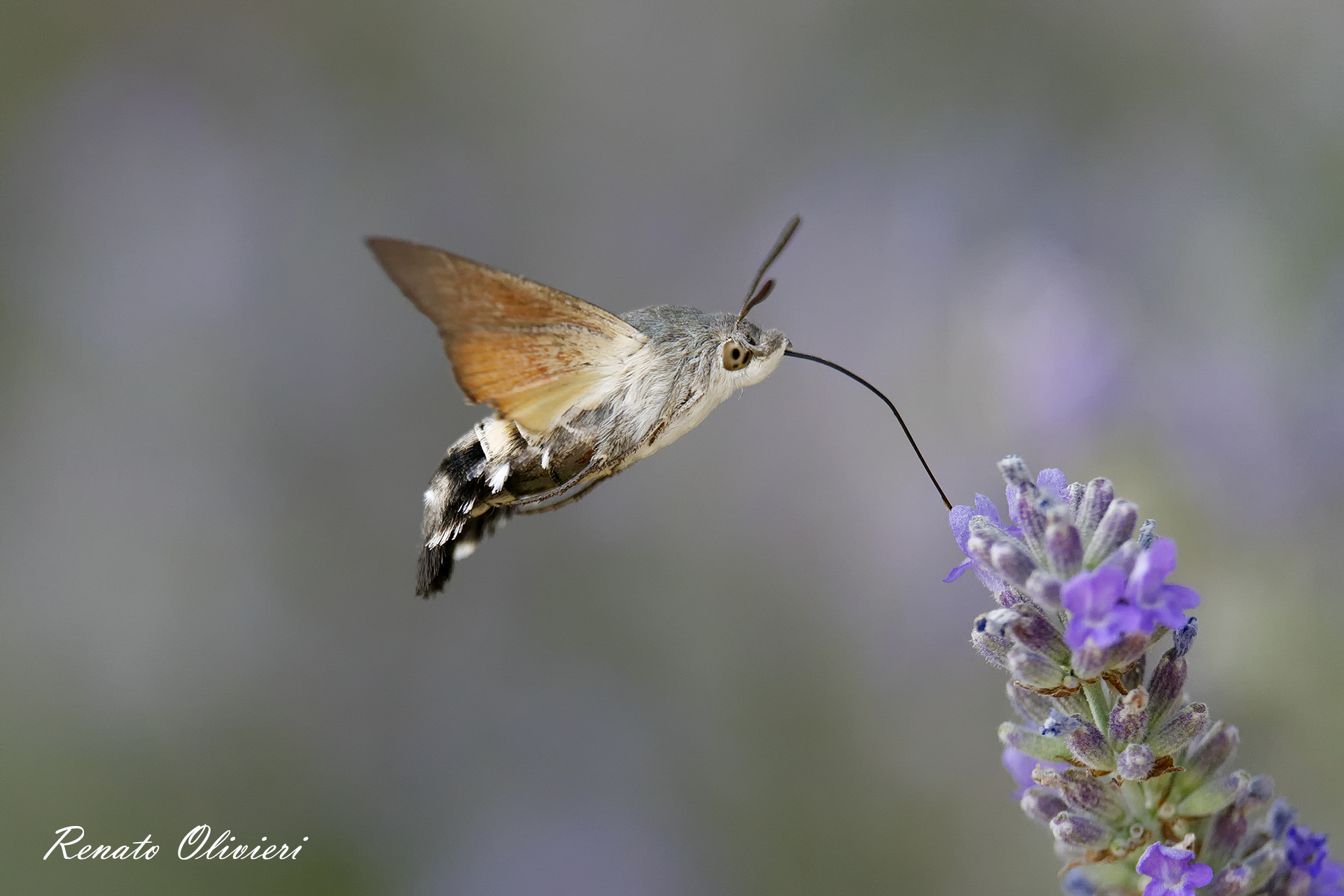 Macroglossum stellatarom