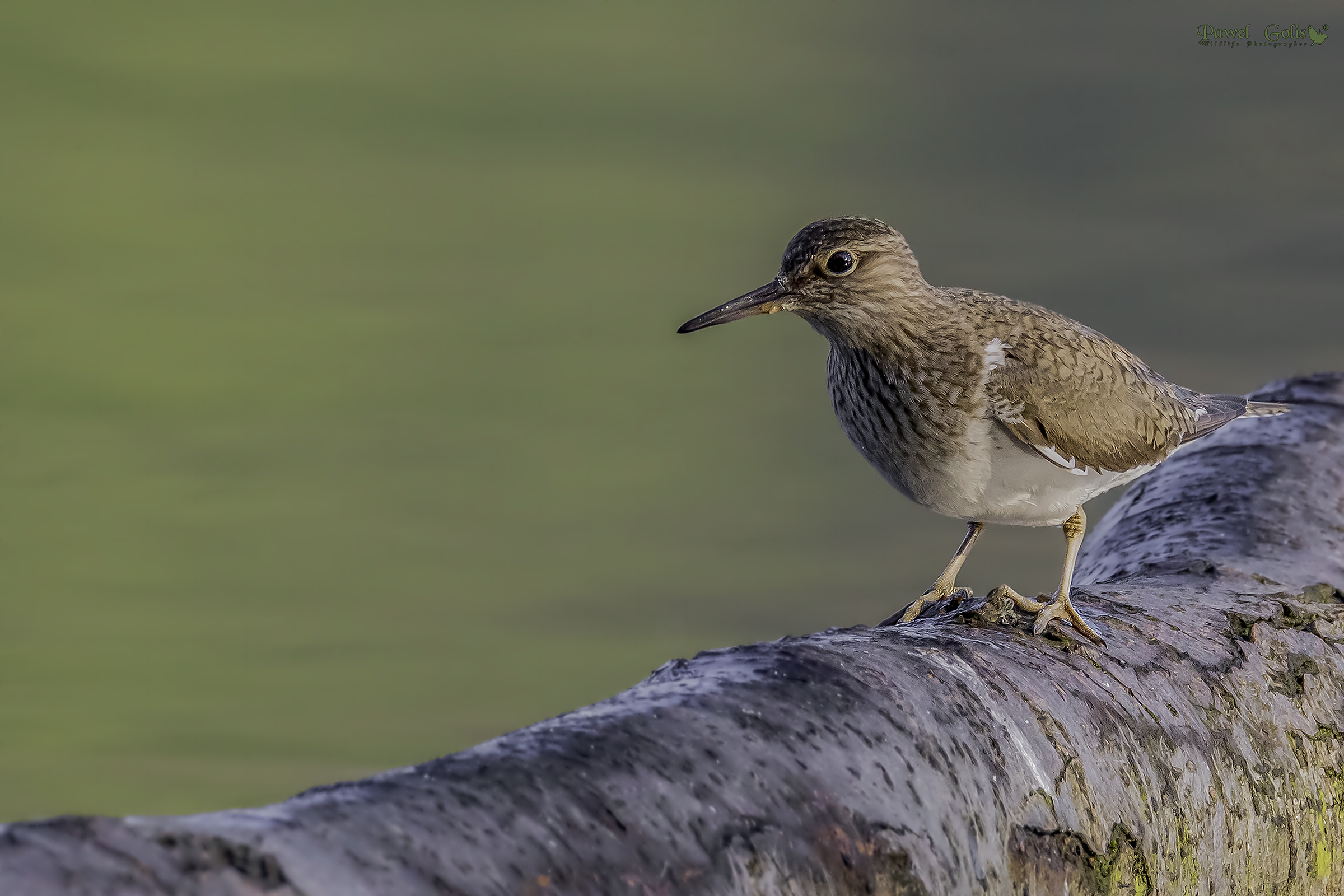 comune sandpiper (Actitis hypoleucos)