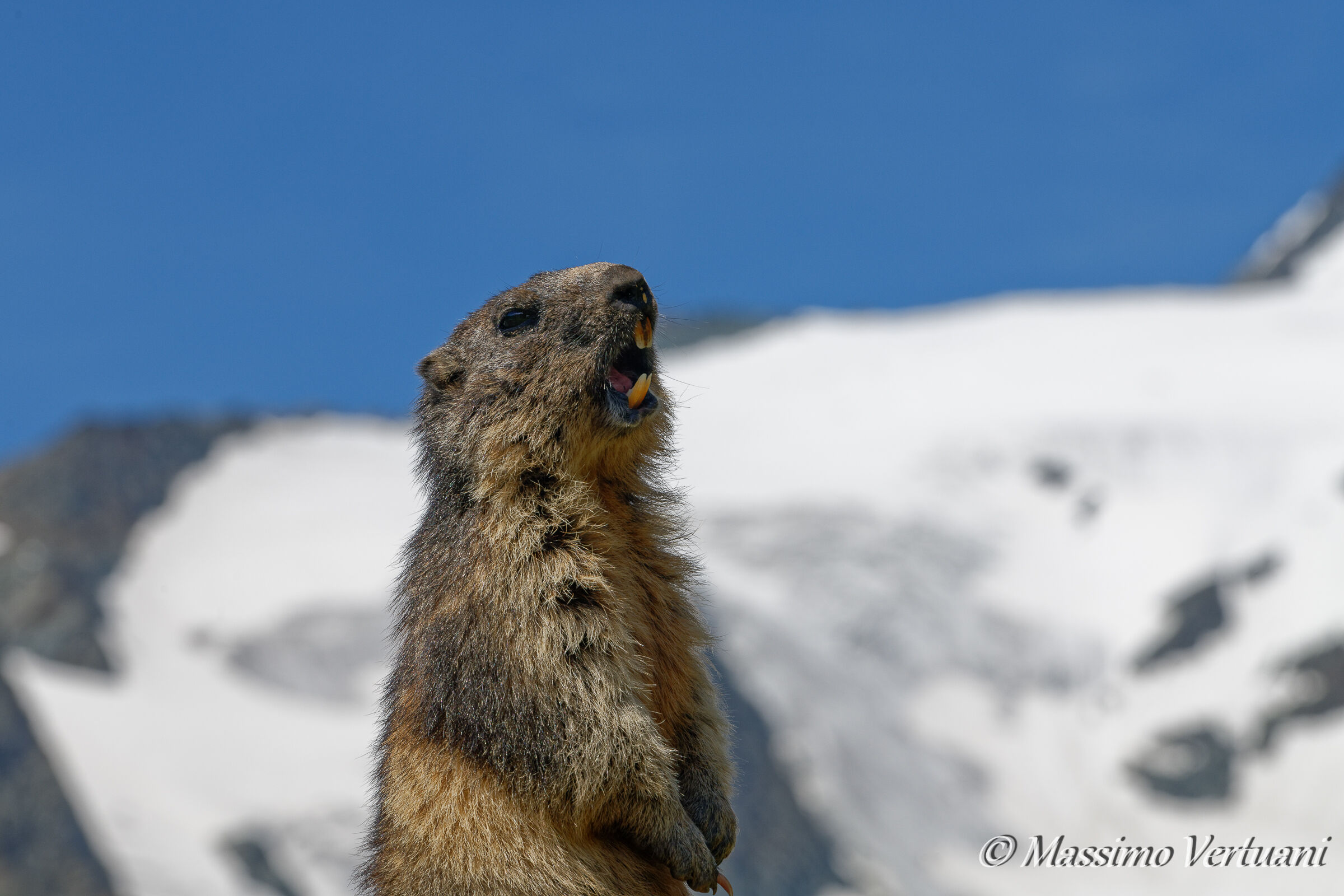 Marmotta Ghiacciaio del Grossglockner (Austria)