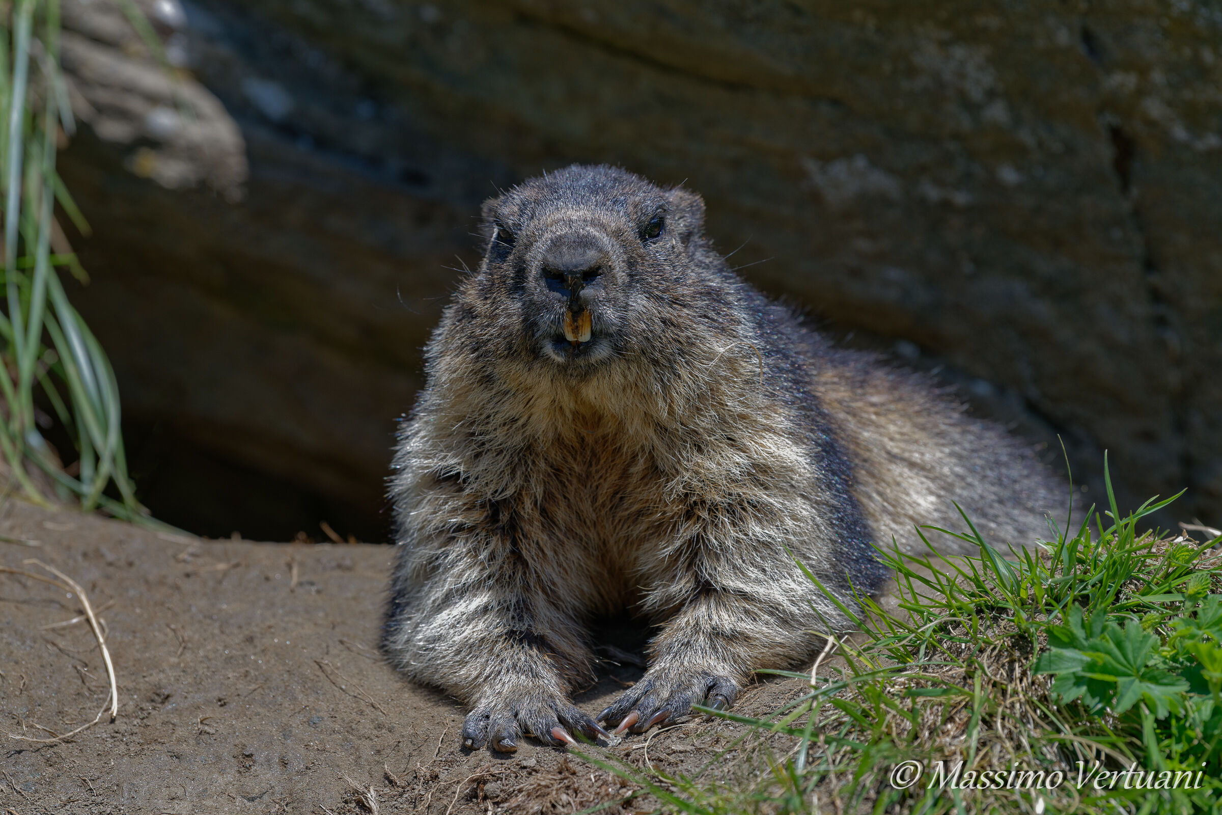 Marmotta (Austria)