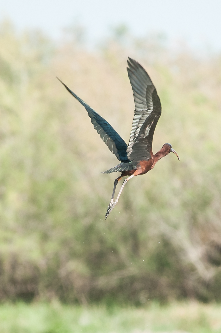 Mignattaio in decollo