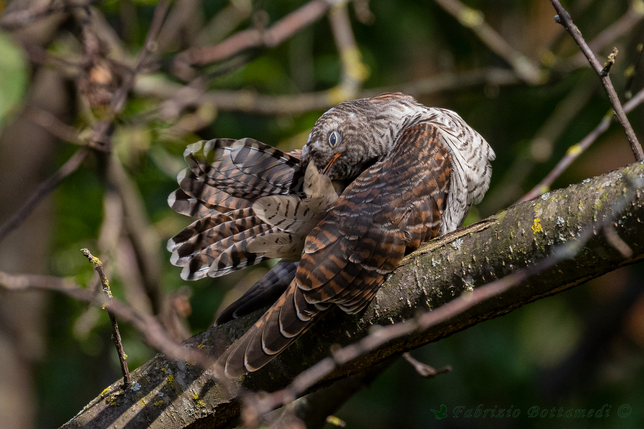 Le penne del giovane cuculo