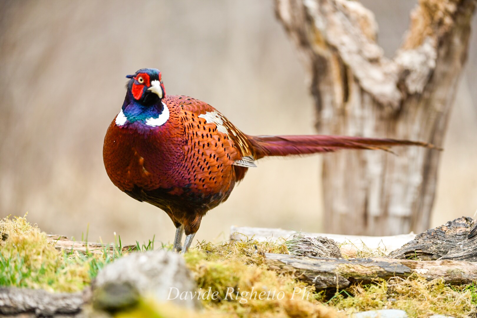 Male pheasant