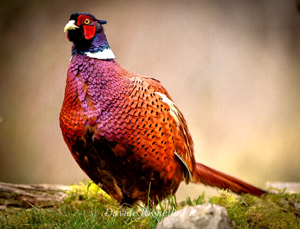 Male pheasant