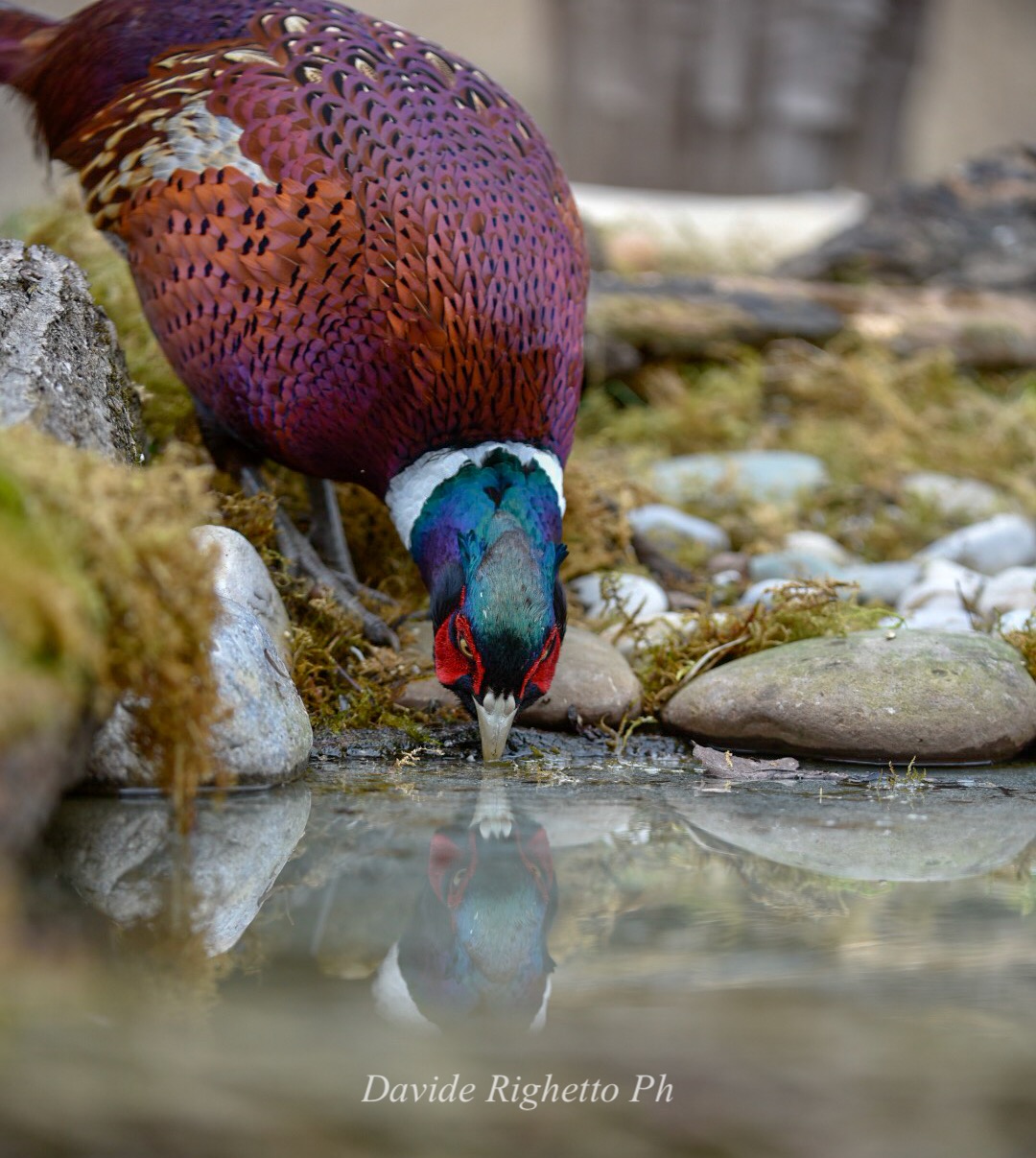 Male pheasant