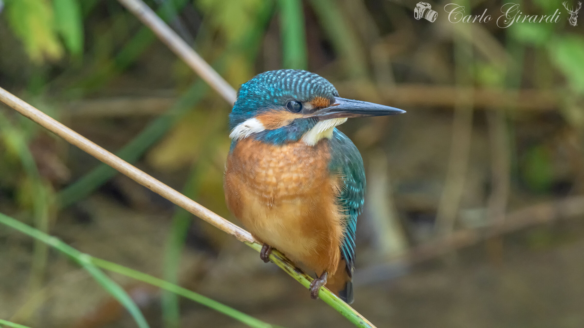 Kingfisher