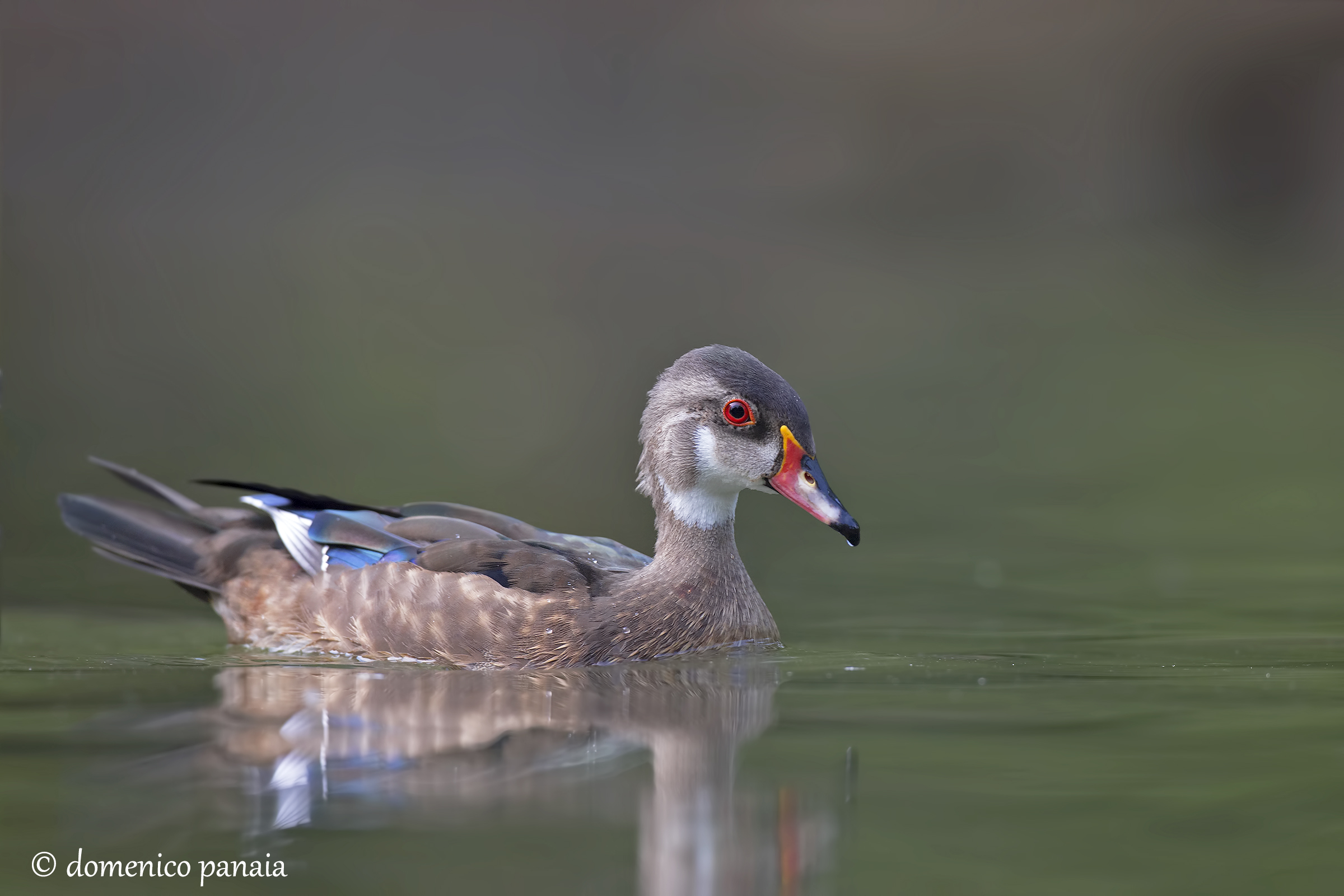 giovane anatra sposa