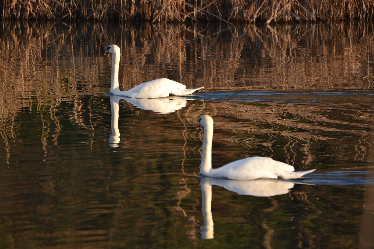 the rest of the swans