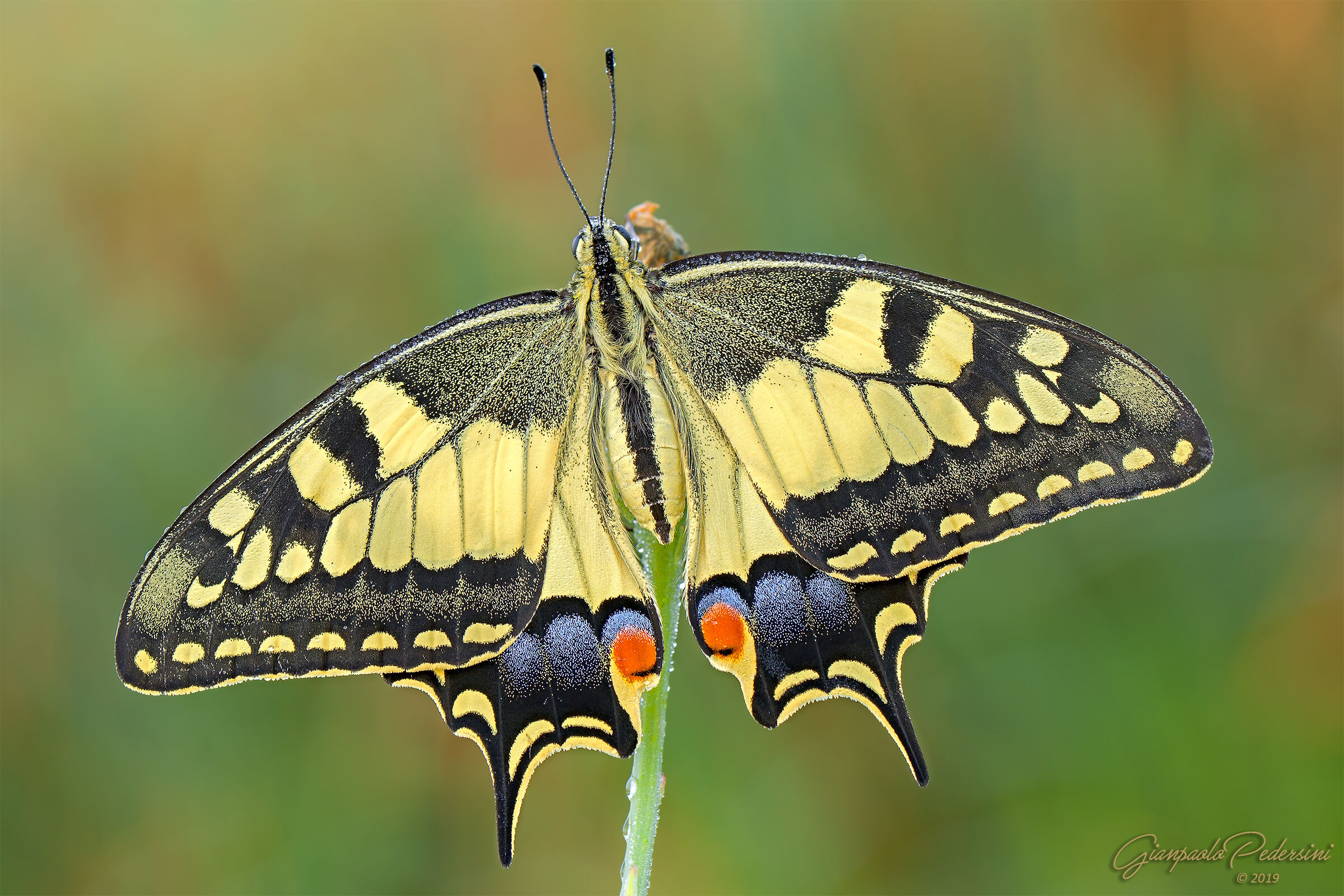 Papilio machaon 2