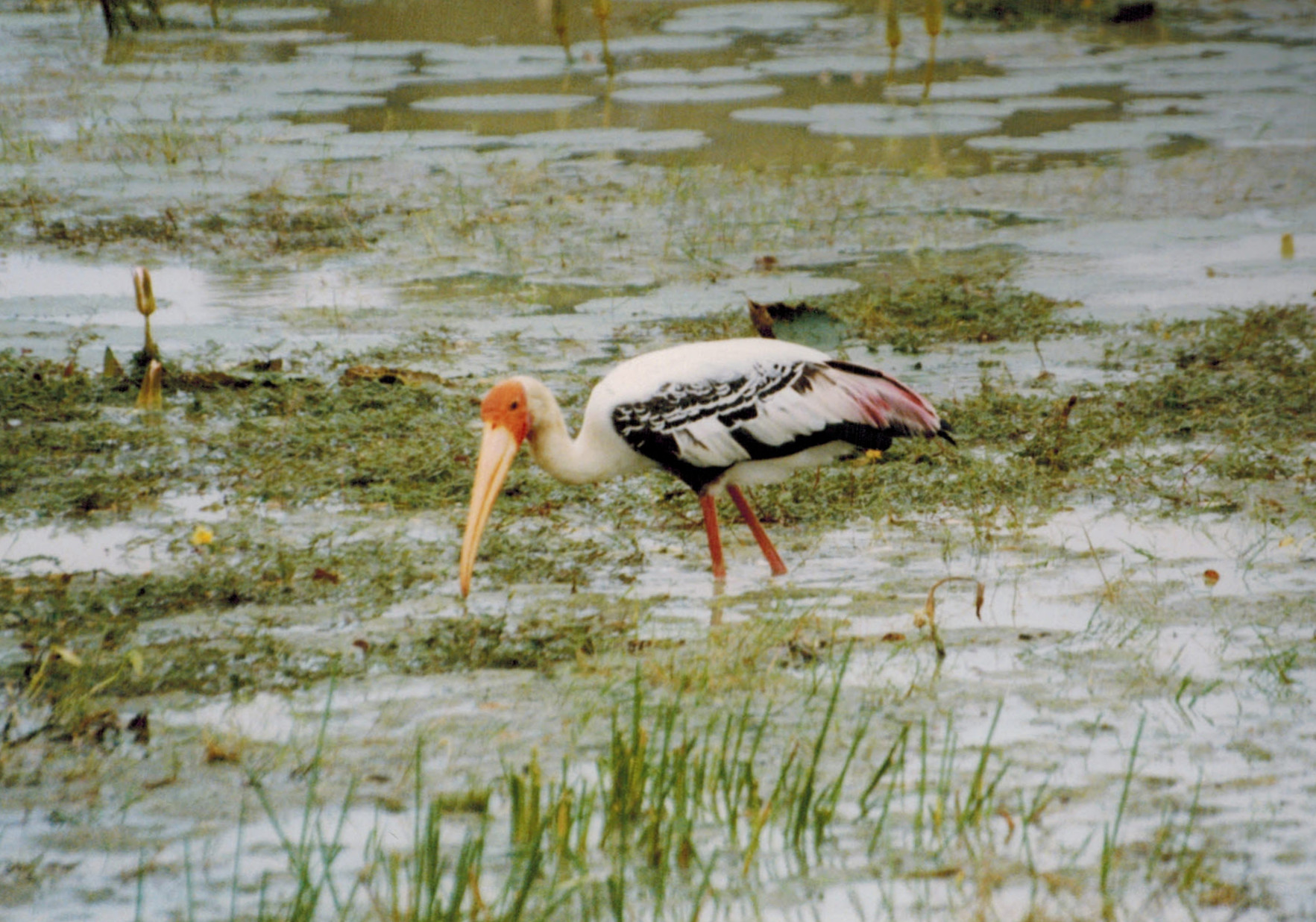 tantalo (Mycteria leucocephala)