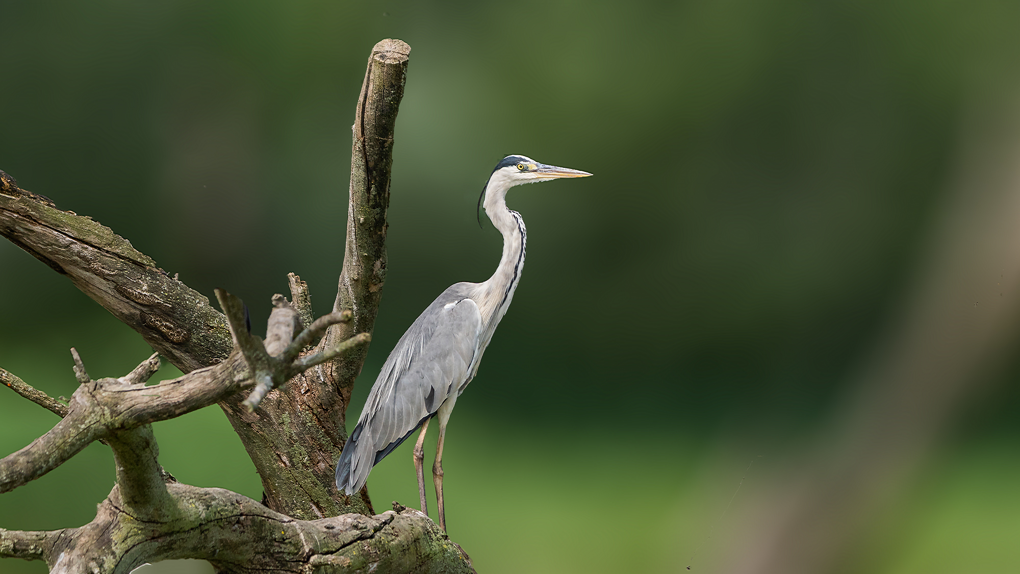 The Ash heron