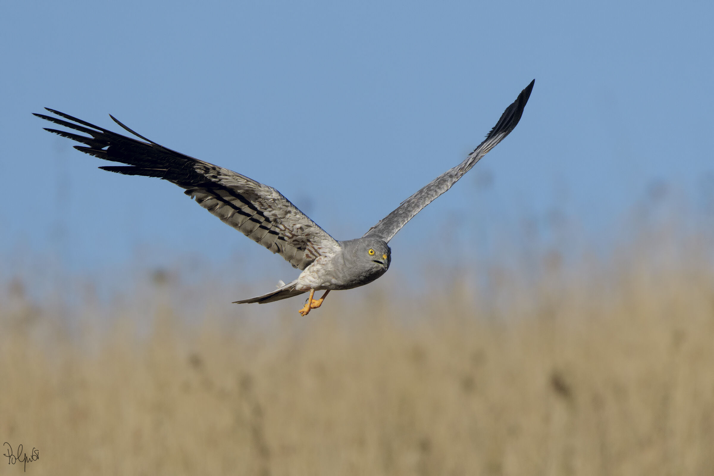Albanella Minore Maschio