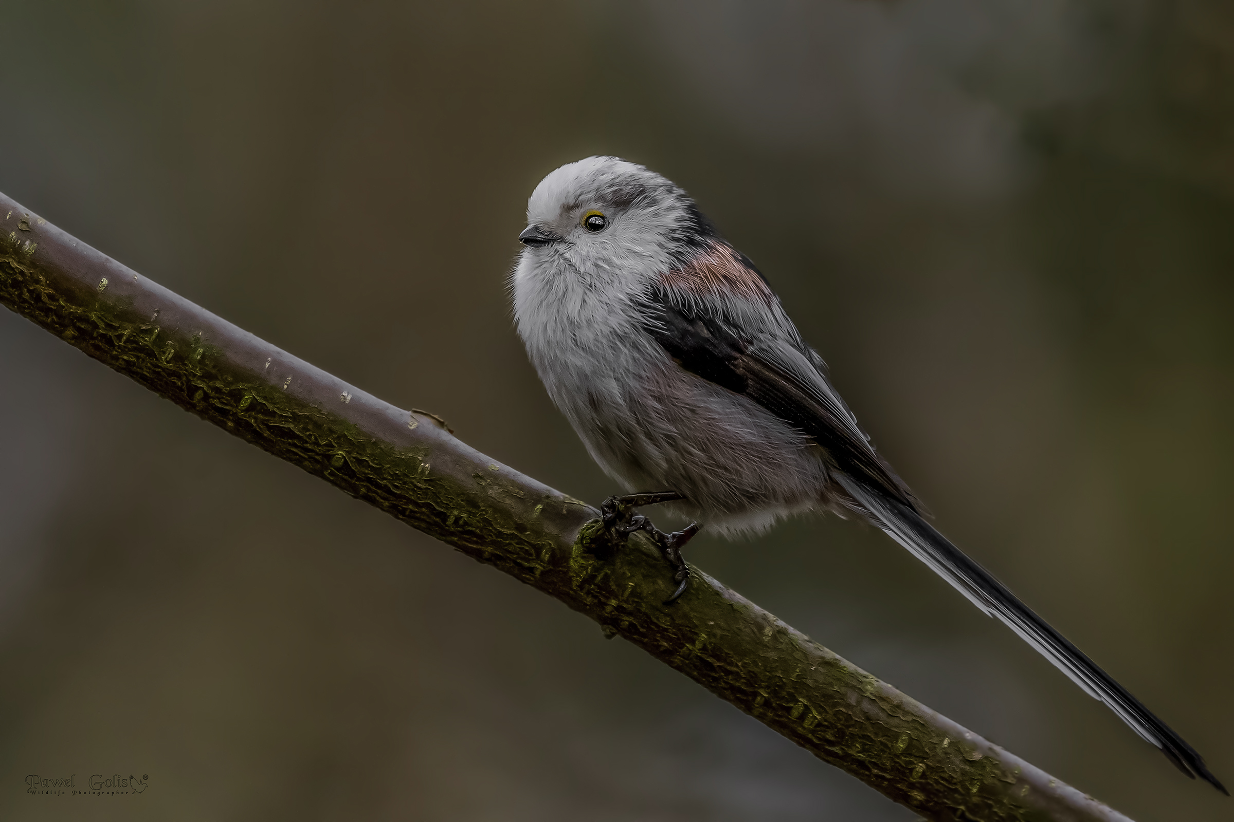 Bushtit dalla coda lunga (Aegithalos caudatus)