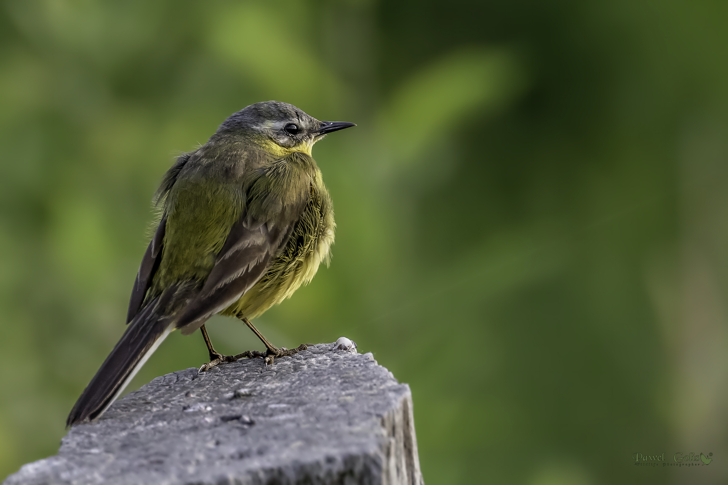 Wagtail giallo (Motacilla flava)
