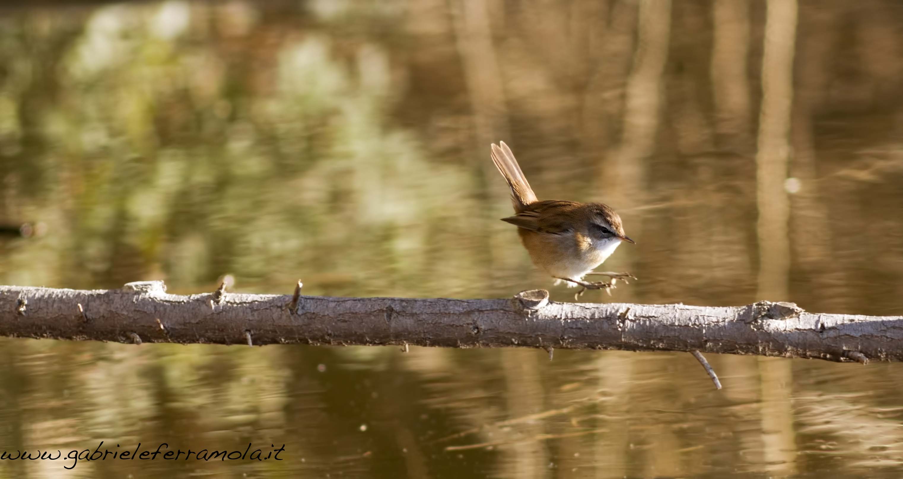 Castagnolo - Forapaglie