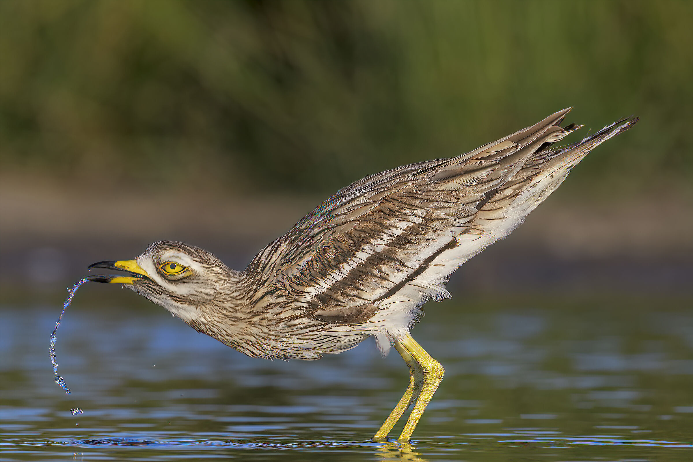 occhione -nuova versione