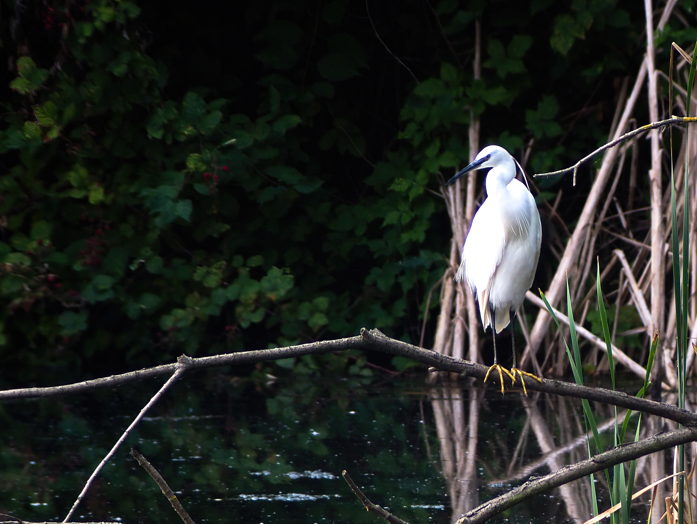 Egretta egrets