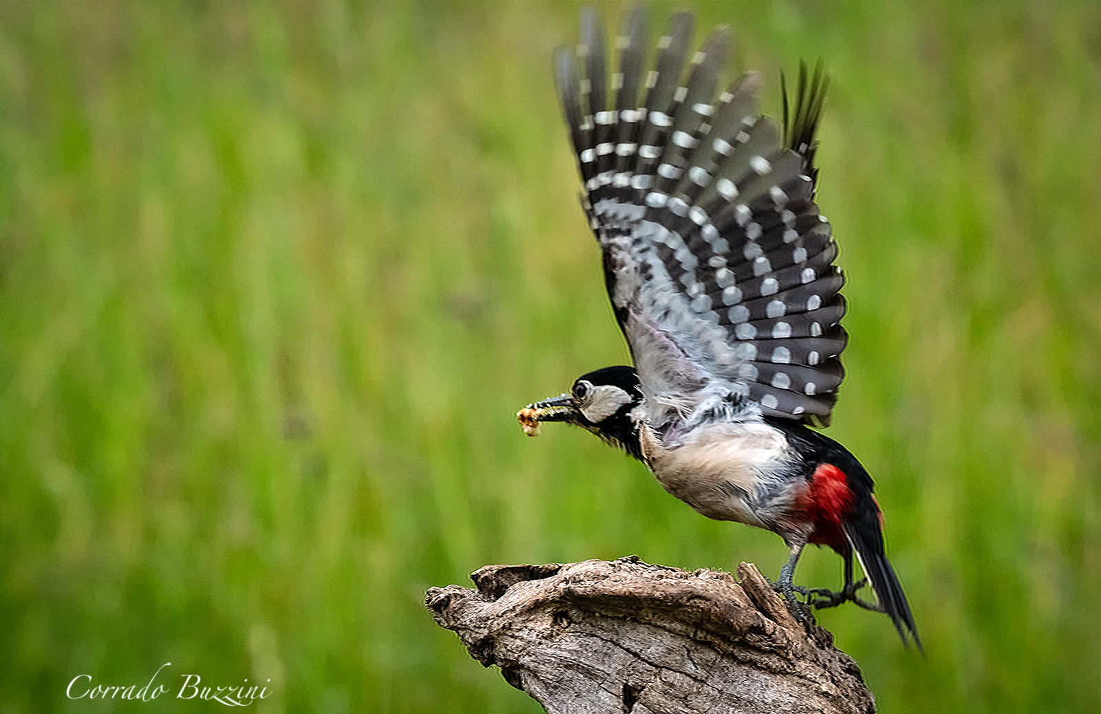 Red woodpecker in flight