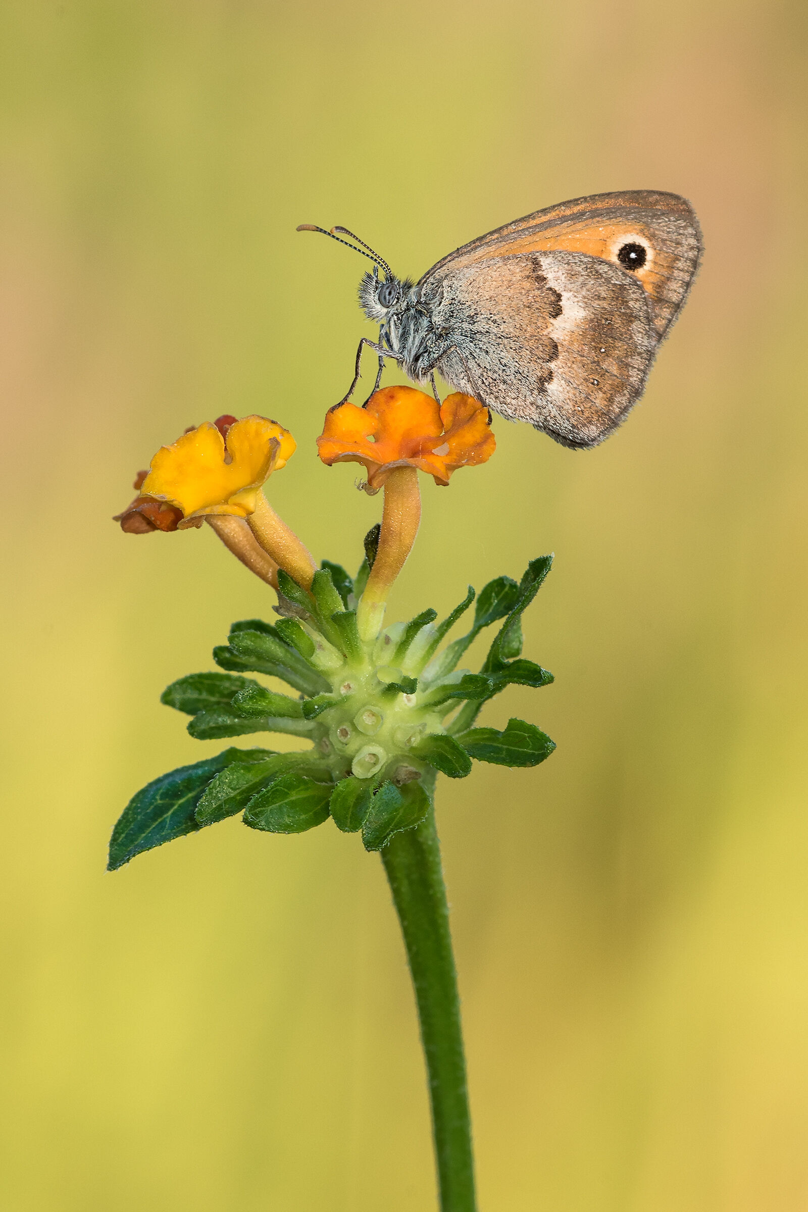 Coenonympha pamphilius