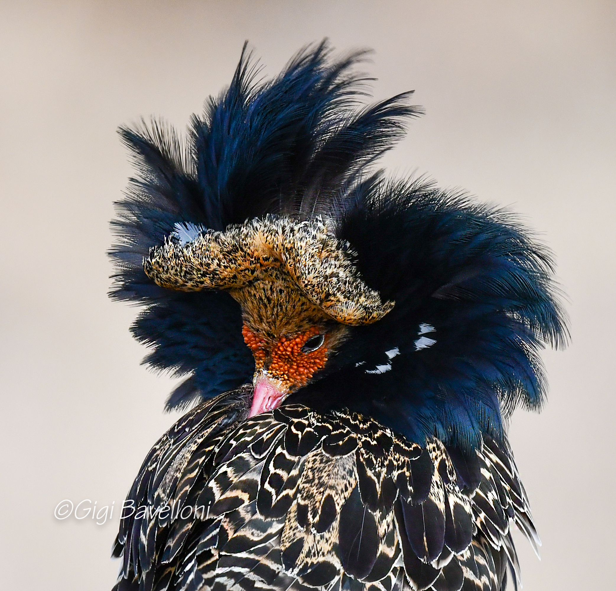 like a grand checkemother of the court