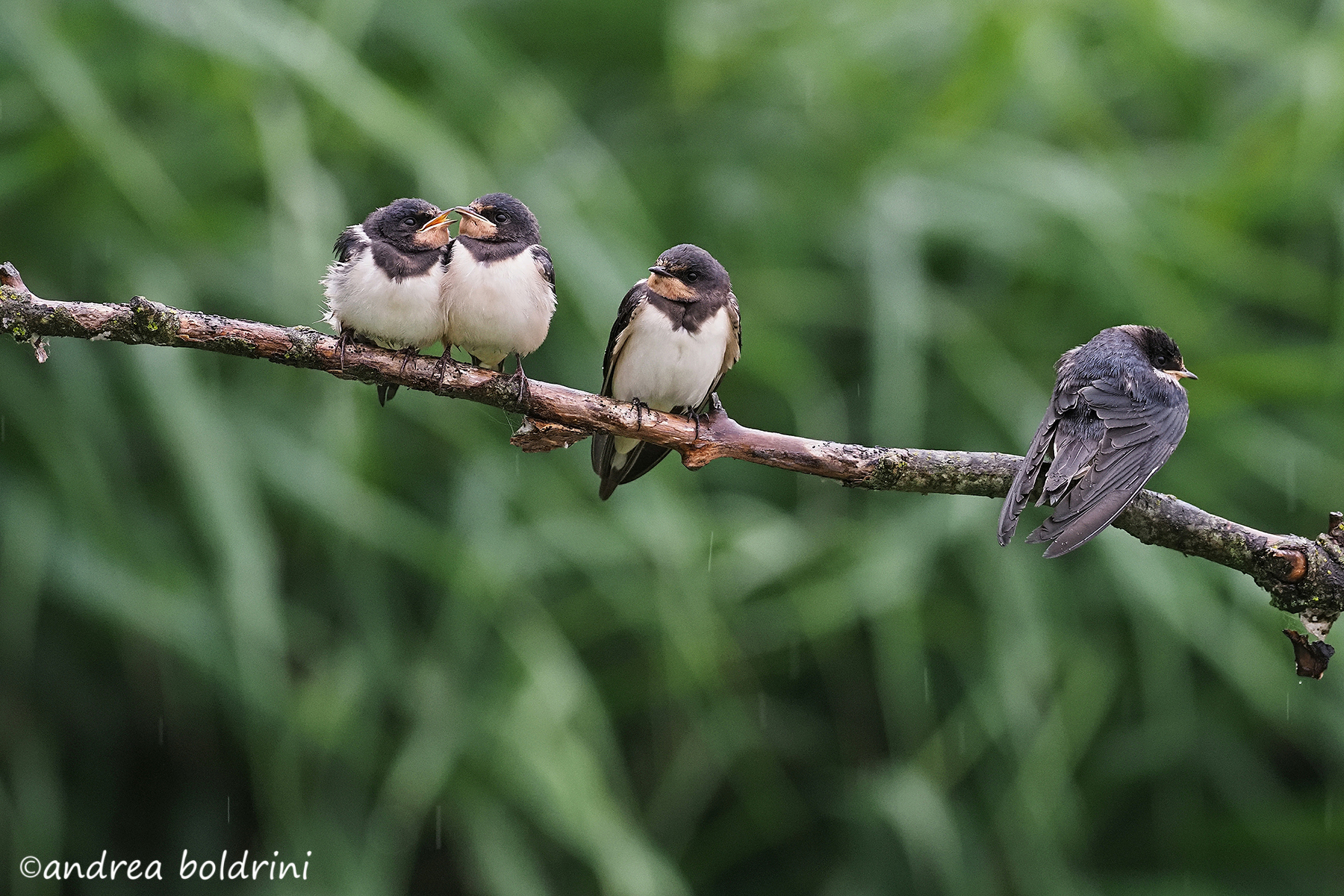 Young swallows